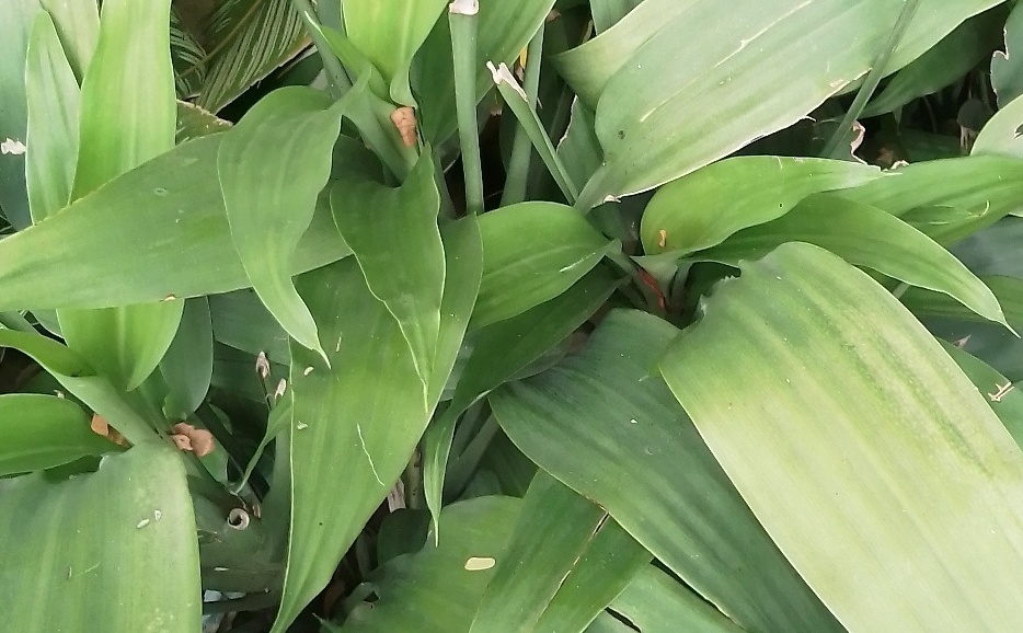 Indoor Plant