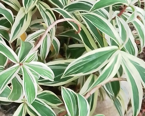 Indoor Plant