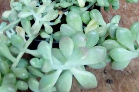 Indoor Plant