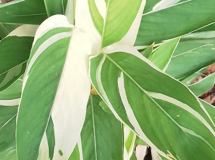 Indoor Plant