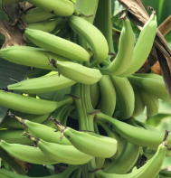 Plantain