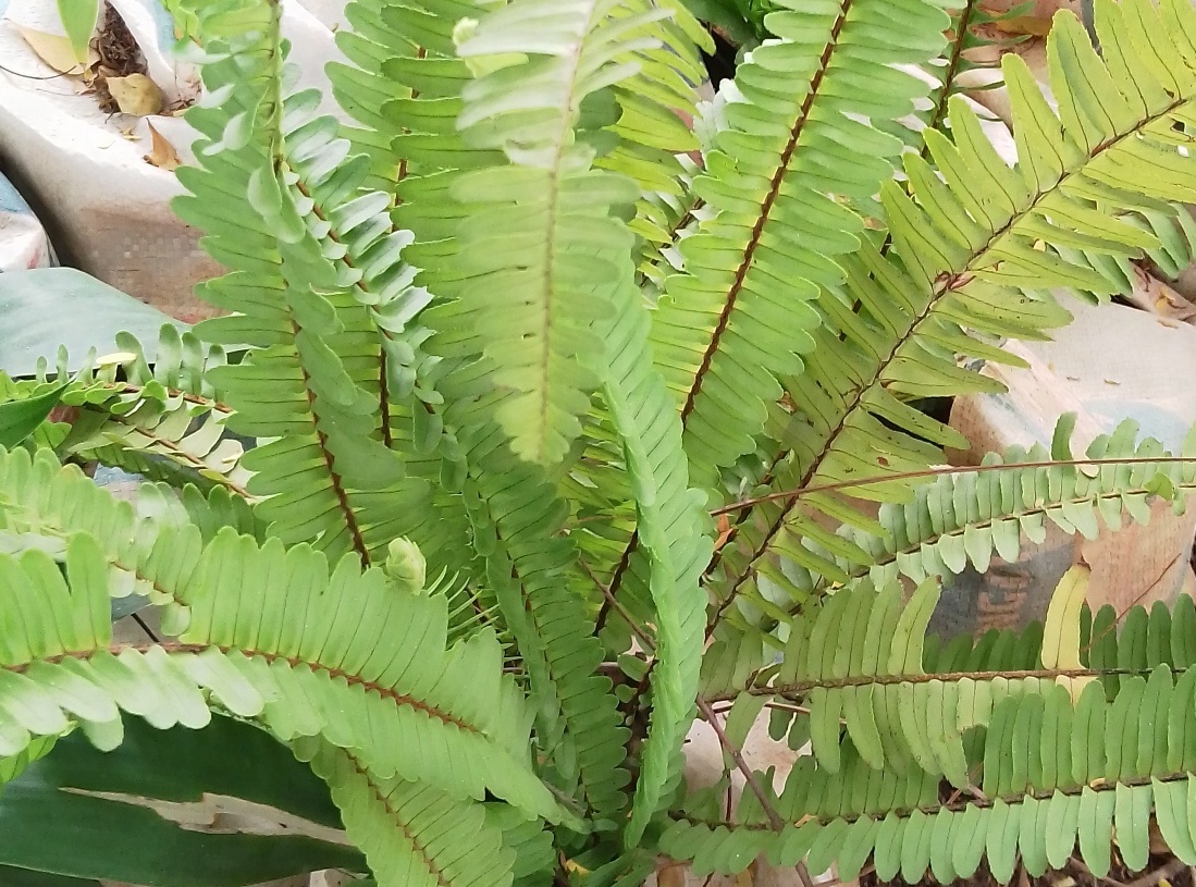 Fern