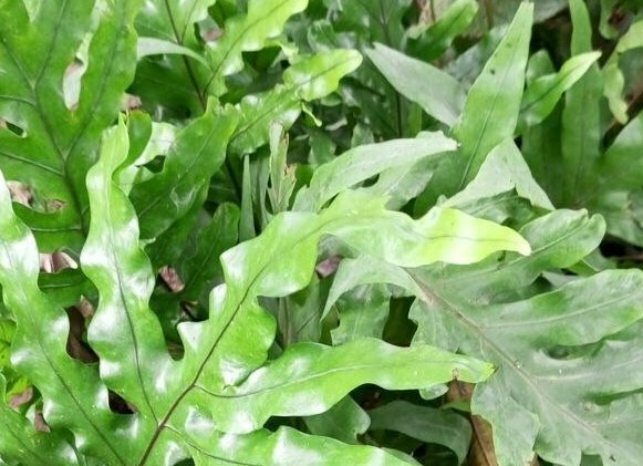 Indoor Plant