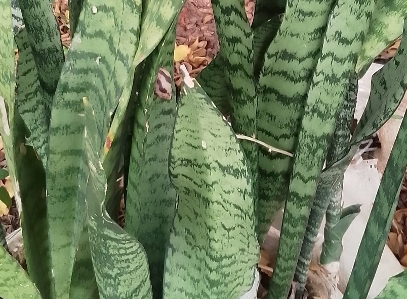 Snake Plant