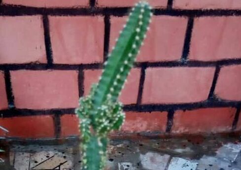 Indoor Plant