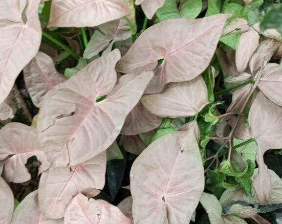 Red Caladium