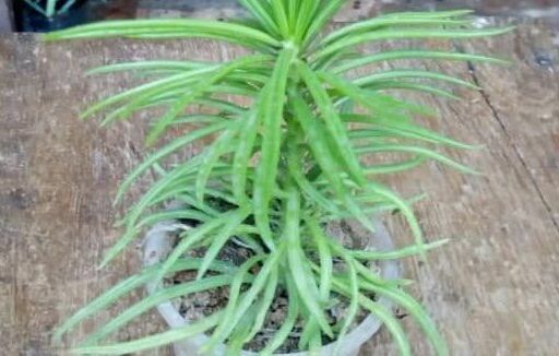 Spider Plant