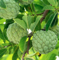 Sweet Sop