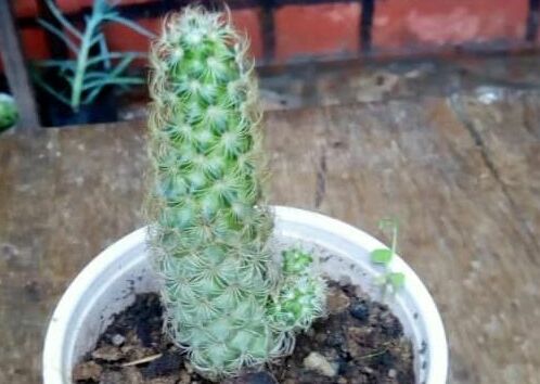 Indoor Plant