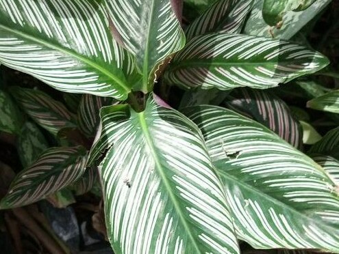Prayer Plant