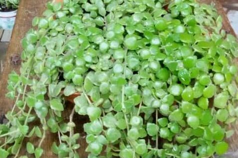 Indoor Plant
