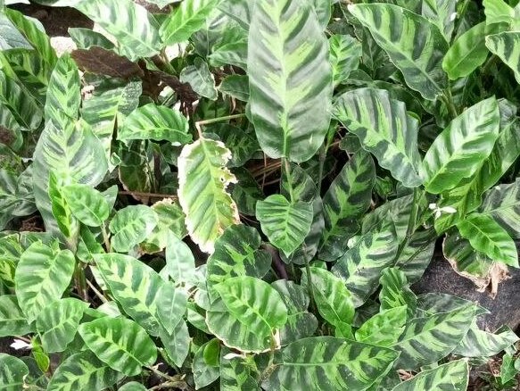 Indoor Plant