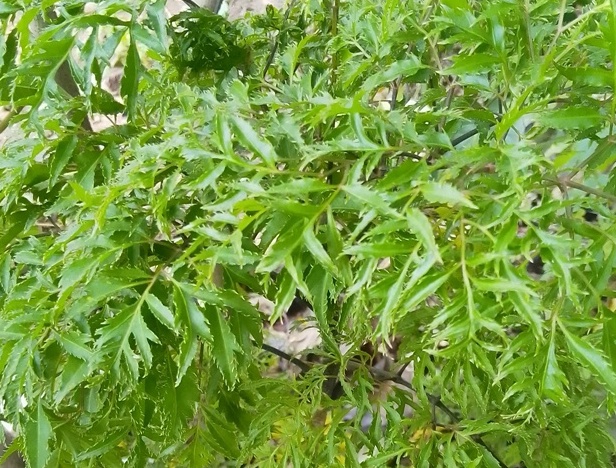Indoor Plant