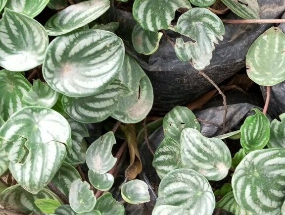 String of Hearts