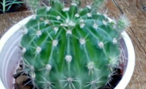 Indoor Plant