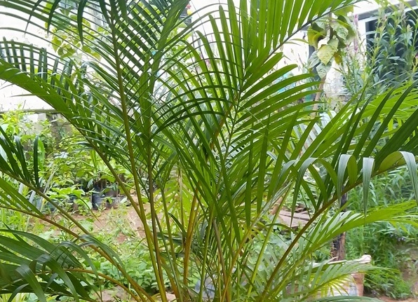 Golden Palm
