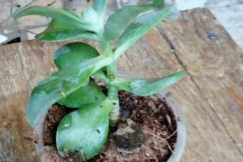 Jade Plant