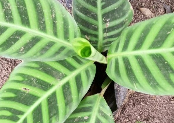 Indoor Plant