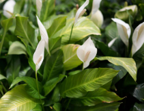 Peace Lily