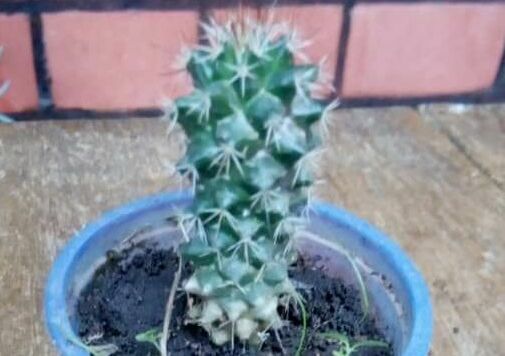 Indoor Plant