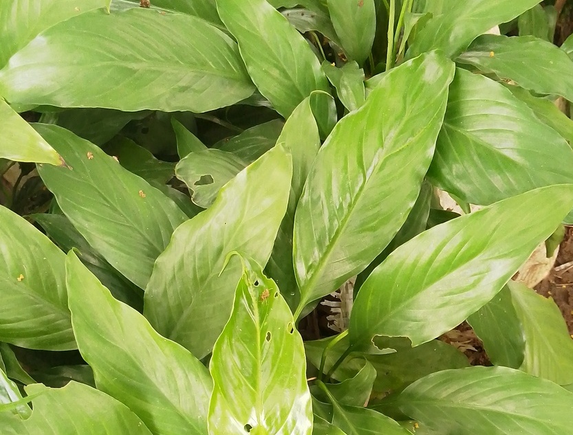 Lily
