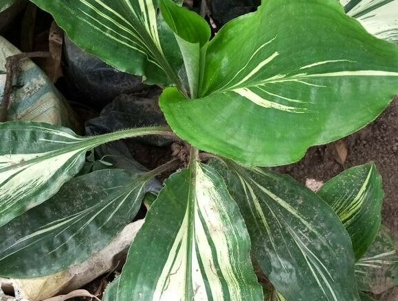 Dumb Cane