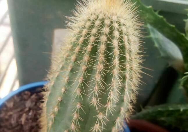 Indoor Plant