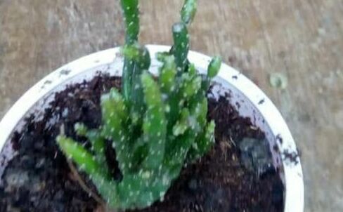 Indoor Plant