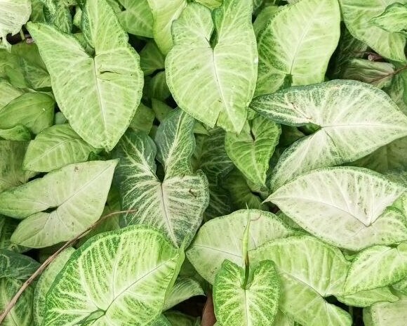 Green Caladium