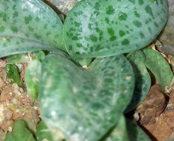 Indoor Plant