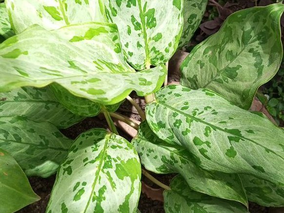 White Dumb Cane