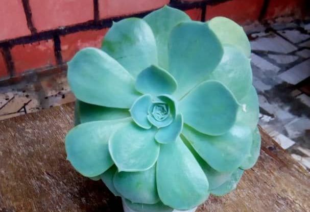 Indoor plant