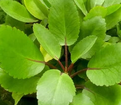 Miracle Leaf
