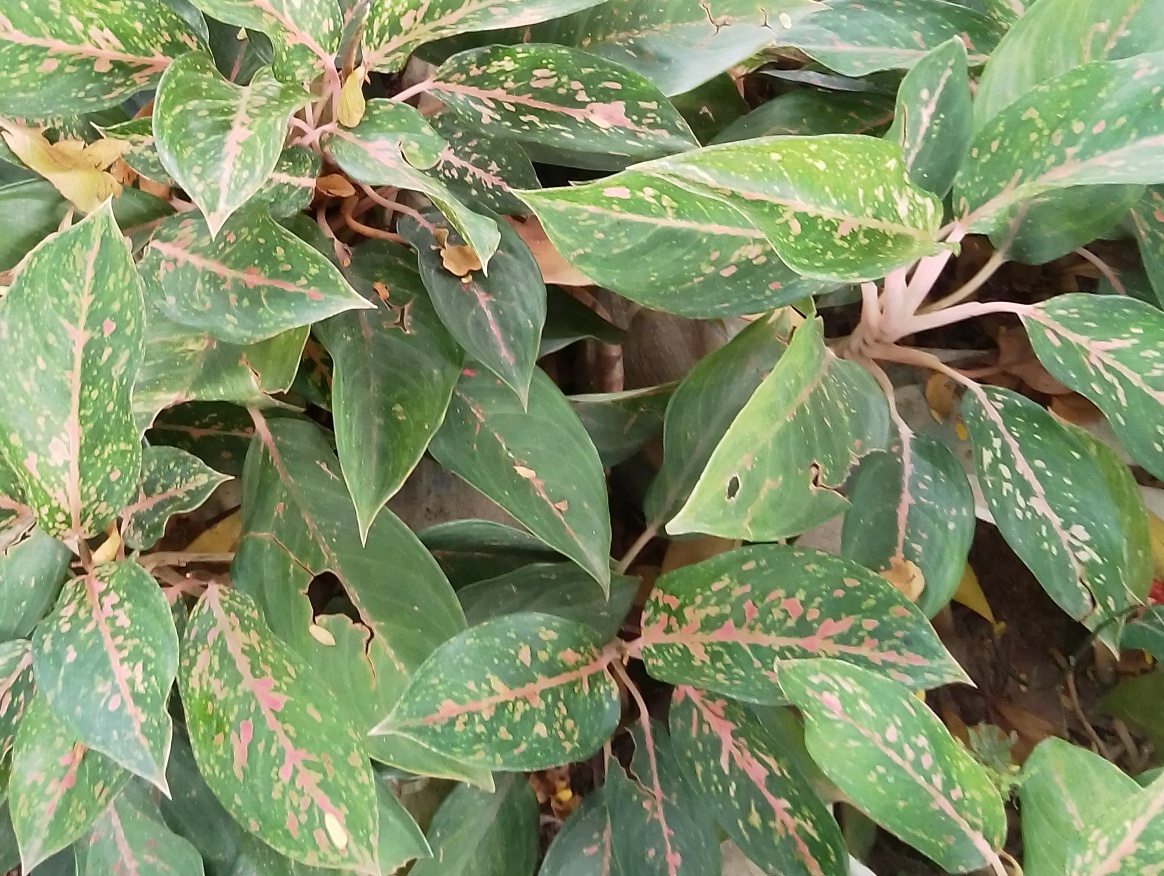 Chinese Evergreen