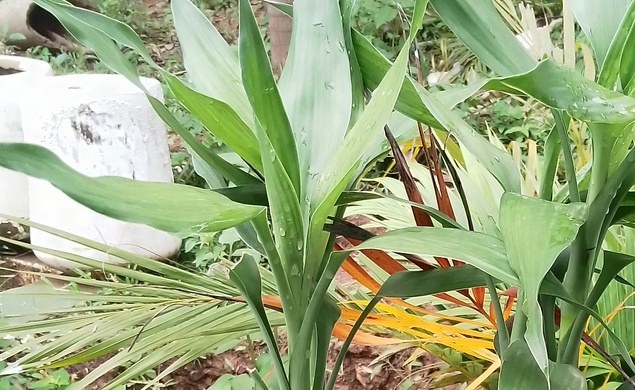 Lucky Bamboo