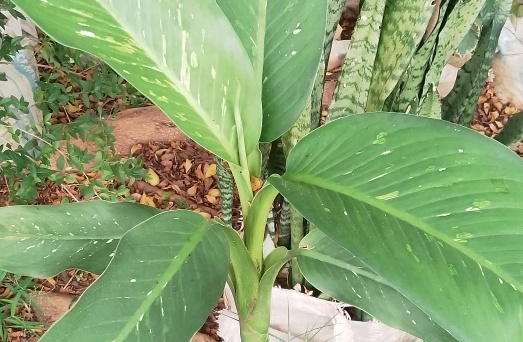 Green Dumb Cane