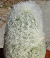 Indoor Plant