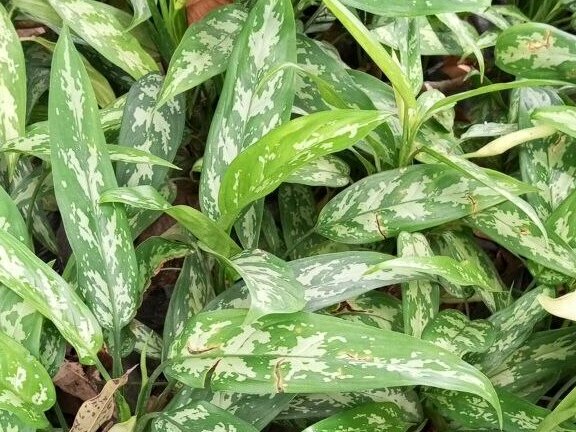 Indoor Plant