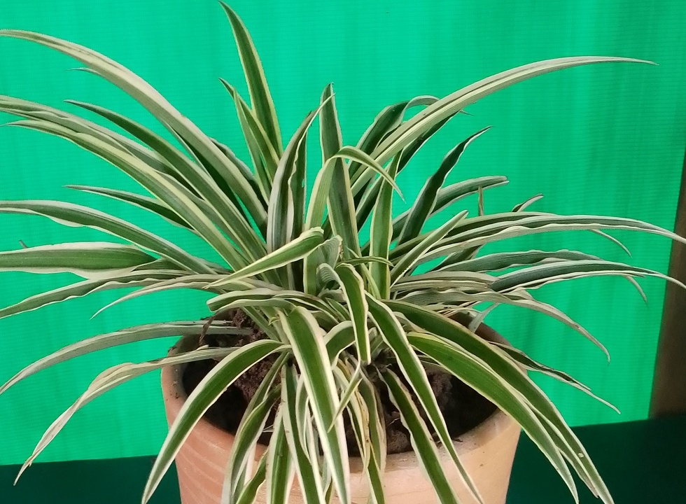 Spider Plant