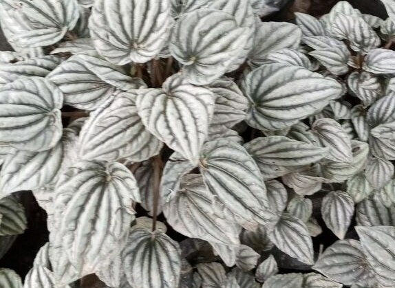 Rex Begonia