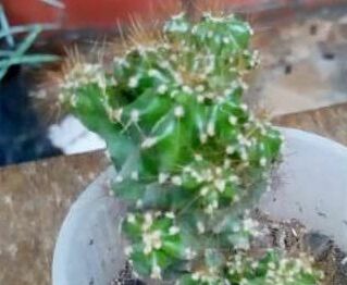 Indoor Plant
